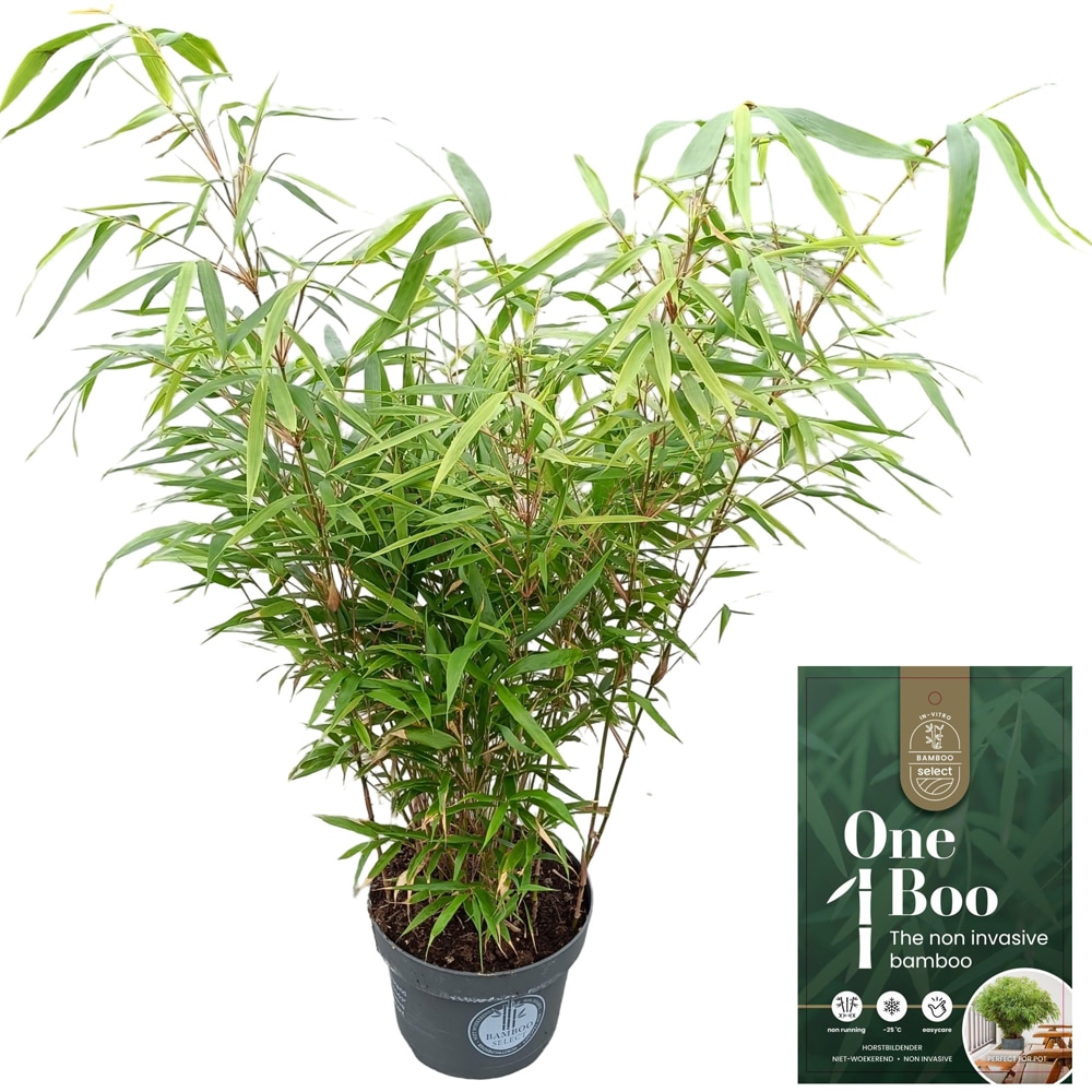 Arbust ornamental Fargesia Rob. Formidable, H 50 cm