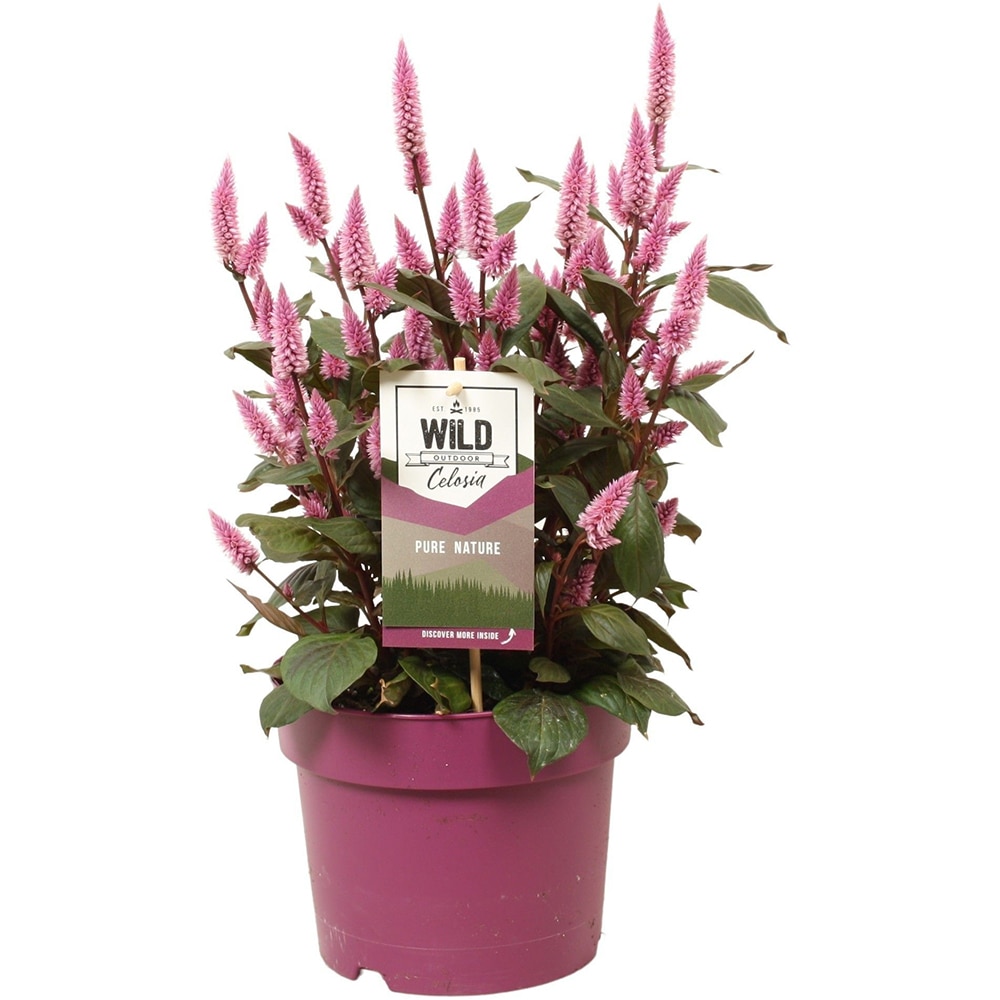 Celosia Wild Pink, D 19cm, H 48cm
