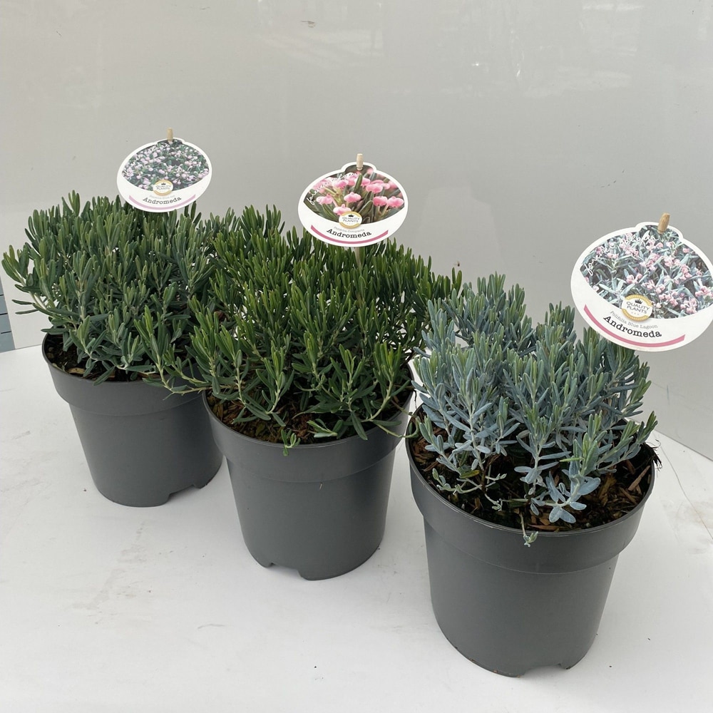 Andromeda (Andromeda polifolia), 30 cm