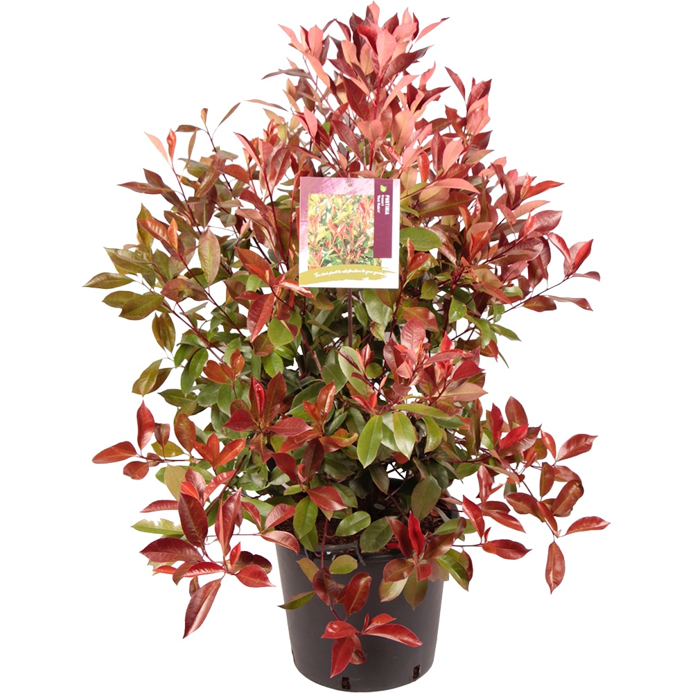 Photinia Red Robin, D 40 cm, H 150 cm