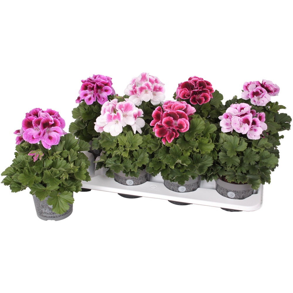 Muscata Gradiflorum Bella Donna, H 28 cm