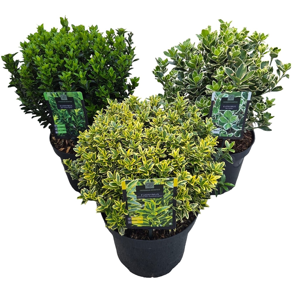 Euonymus Japonicus, D26 cm, H80 cm