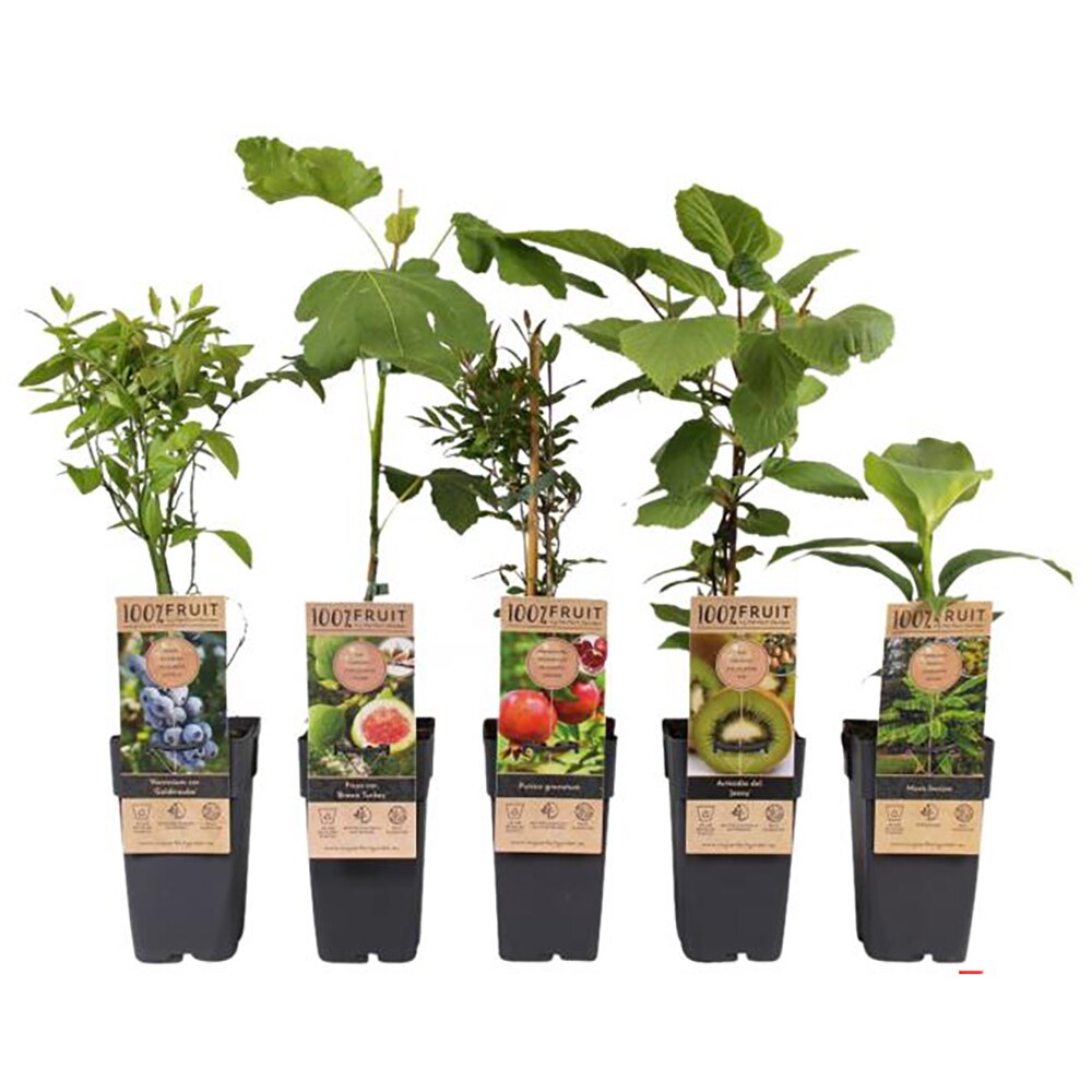 Mix pomi fructiferi Exclusive, H 50 cm