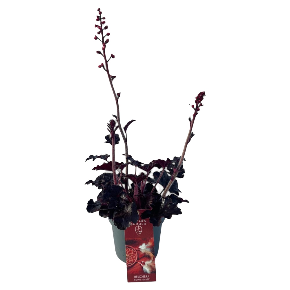 Clopotel Heuchera Indian Summer, H 15 cm