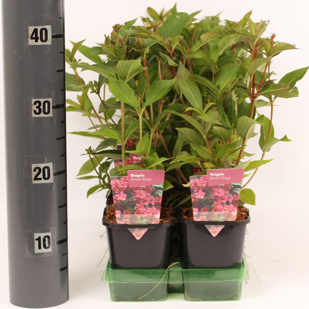 Weigela (Weigela), H 30 cm