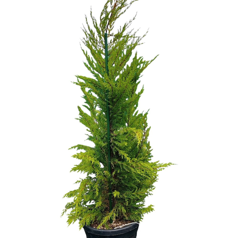 Cupressus Goldcrest, D 30 cm, H 180 cm