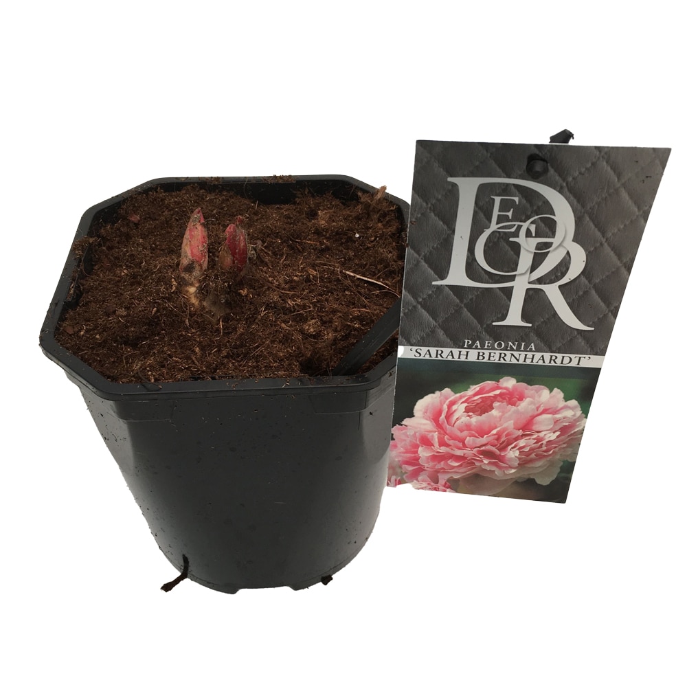 Bujor Paeonia Lactiflora, H 5 cm