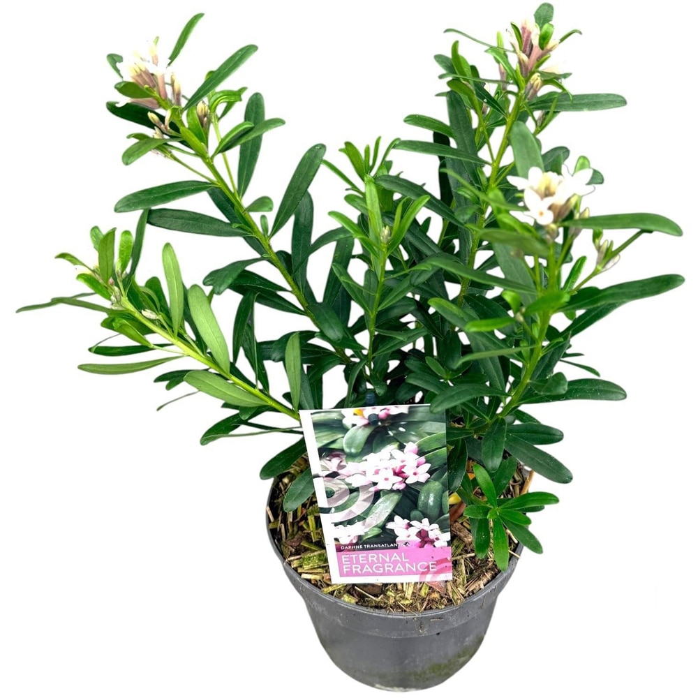 Dafin parfumat (Daphne), H 25 cm