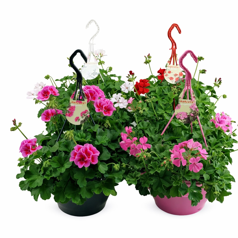 Muscata Marcada, H 35 cm