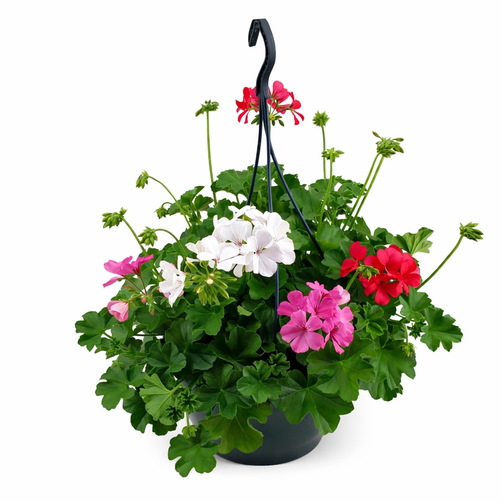 Muscate Marcada Trio, H 35 cm