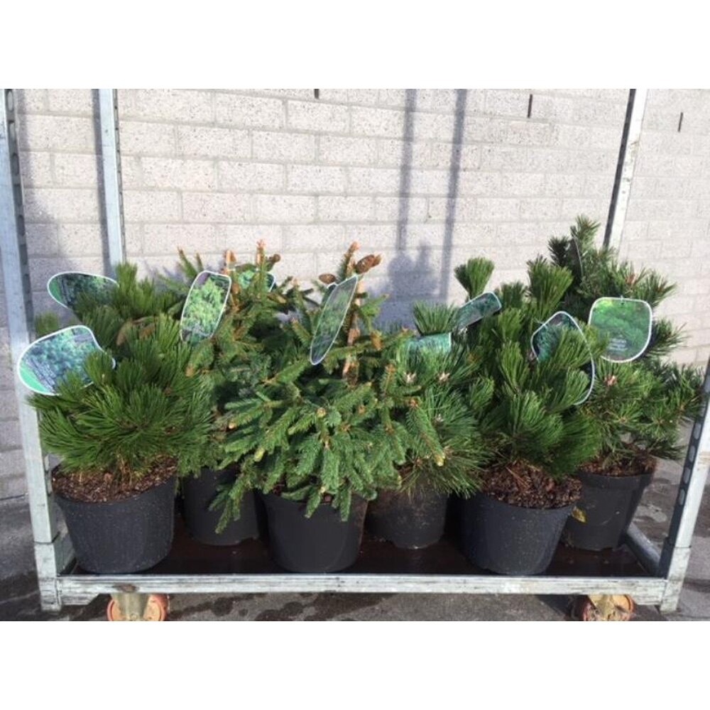 Pin (Pinus), D26 cm, H50 cm