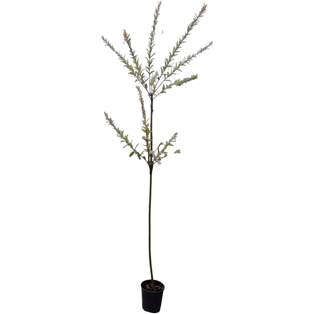 Arbore Ornamental Salix Hakuro, D 18 cm, H 170 cm