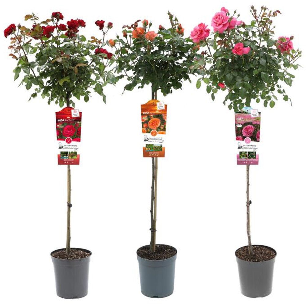Trandafir Exclusive (Rosa Exclusive), D24 cm, H24 cm
