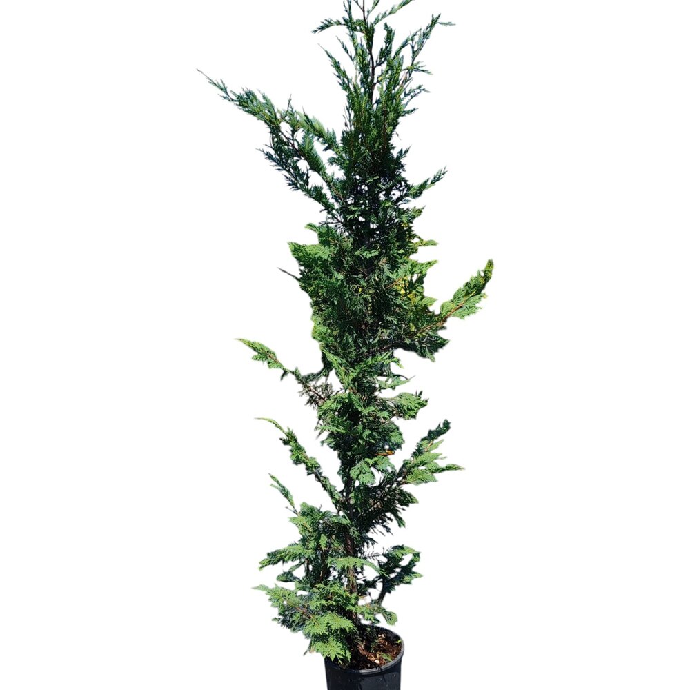 Conifer Cupressocyparis Leylandii, D24 cm, H180 cm