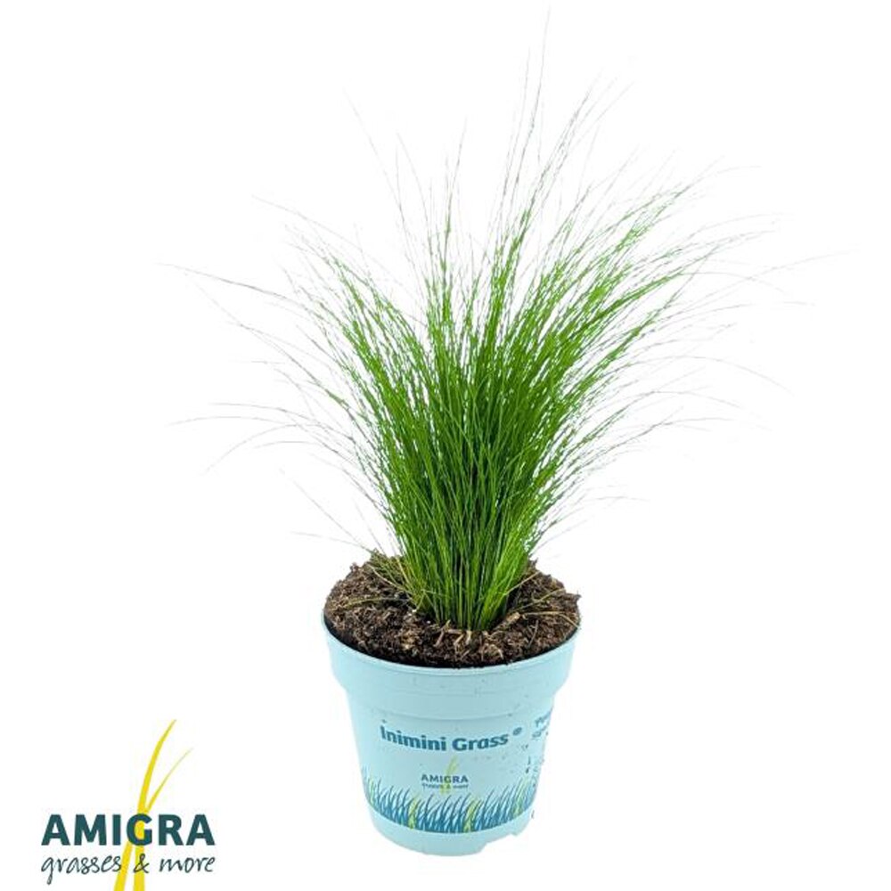 Stipa Ponytails (Stipa tenuissima Ponytails), D10.5 cm, H30 cm