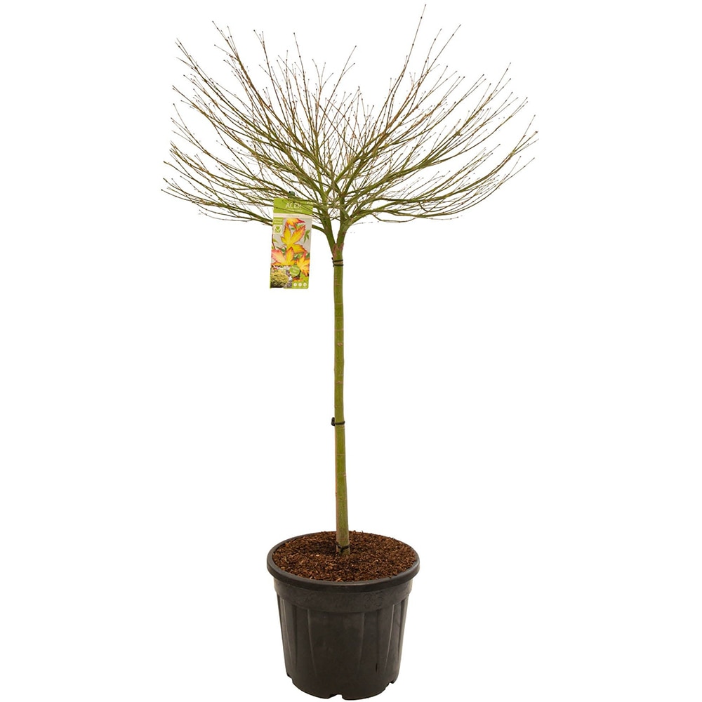 Artar japonez Little Princess (Acer palmatum) tip patio bowl, D50 cm, H 85 cm