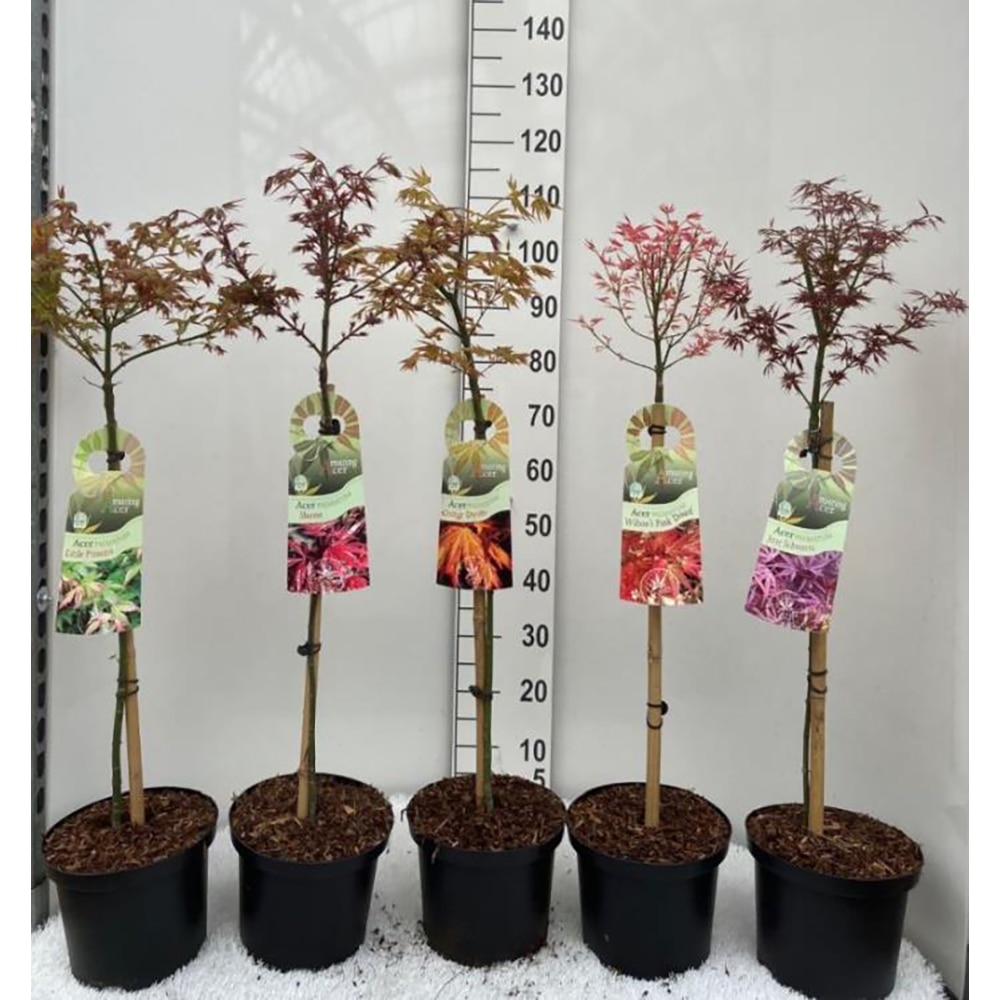 Artar decorativ (Acer Stem), D23 cm, H 120 cm