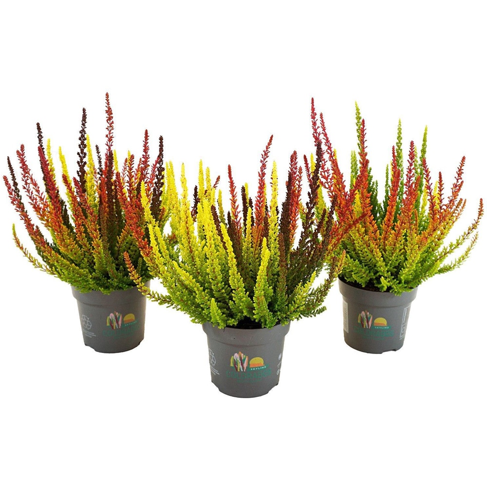 Calluna Beauty Ladies Colorado Trio, D11 cm, H22 cm