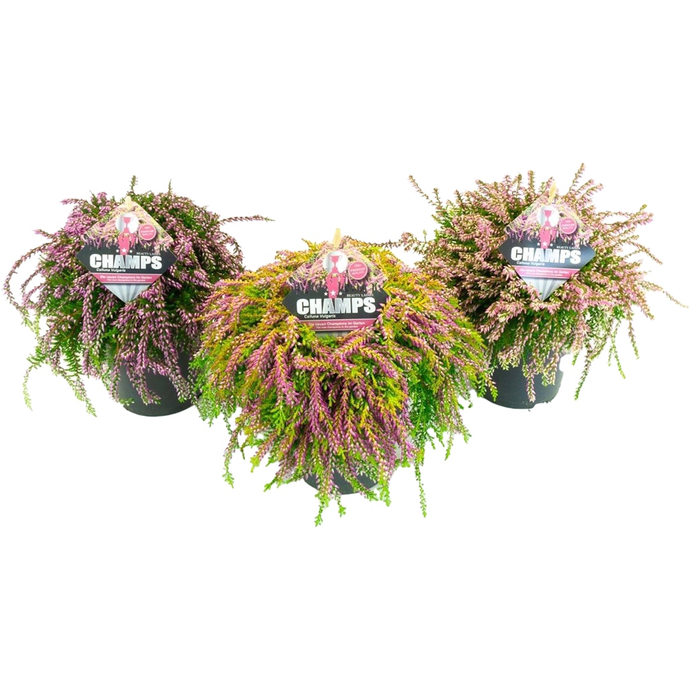 Calluna Beauty Ladies Champs, D12 cm, H18 cm
