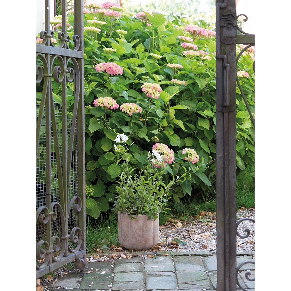 Ghiveci plante DEROMA Pumpkin, D28 cm, bej