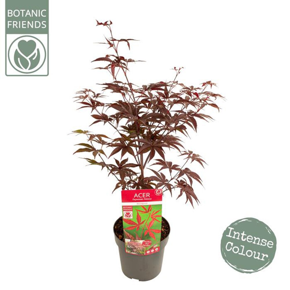 Acer Bloodgood, D 19 cm, H 65 cm