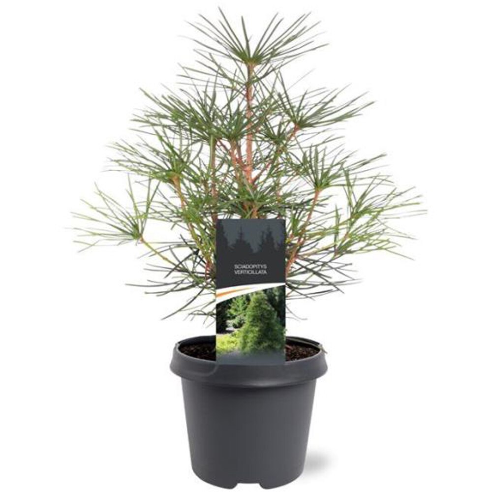 Sciadopitys Verticillata, D23 cm, H45 cm