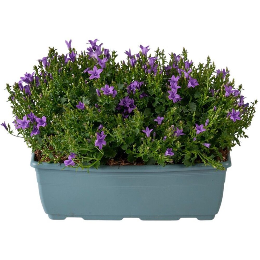 Campanula Ambella Intense Purple Balcony, D 27 cm, H 22 cm