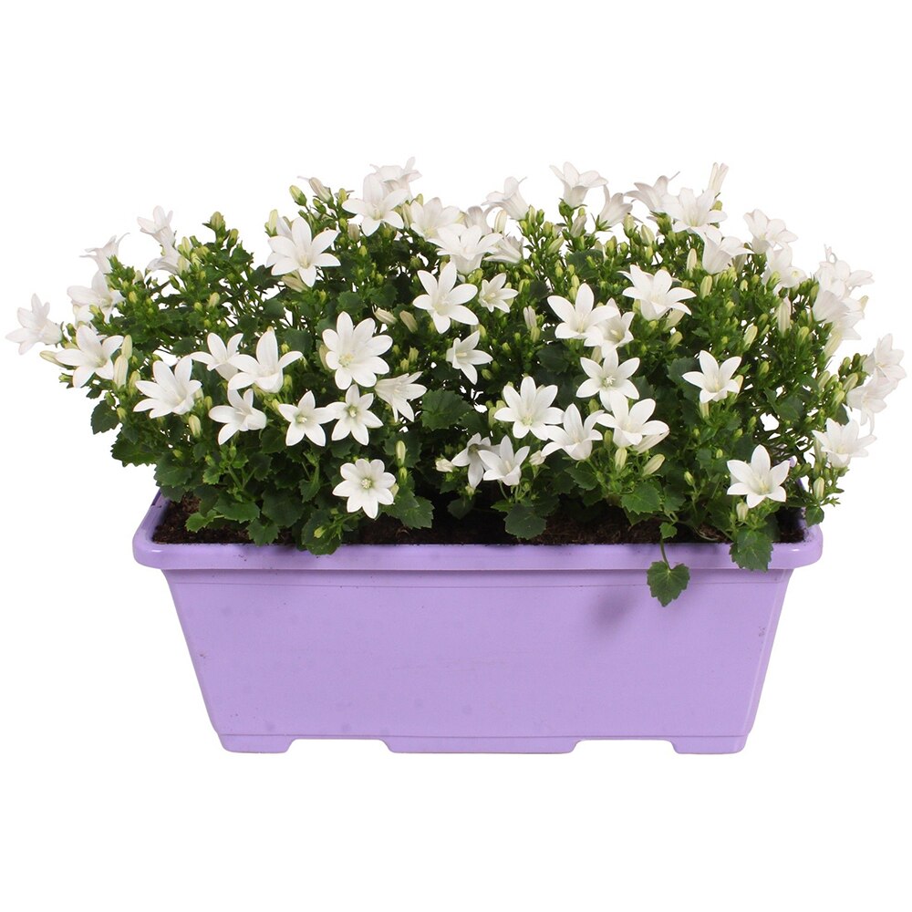 Campanula Ambella Balcony, D 27 cm, H 22 cm