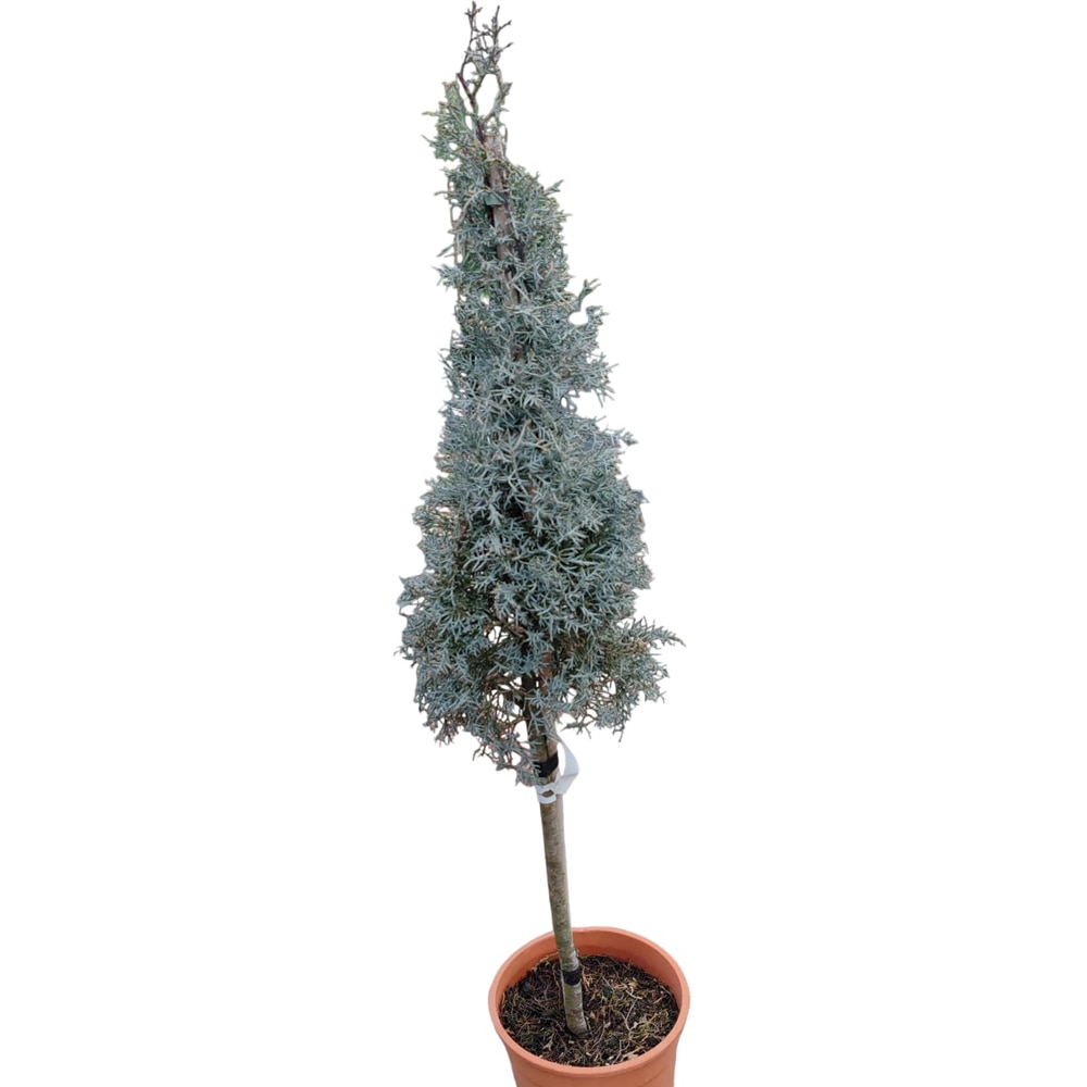 Conifer Cupressus arizonica "Fastigiata", D24 cm, H 100 cm