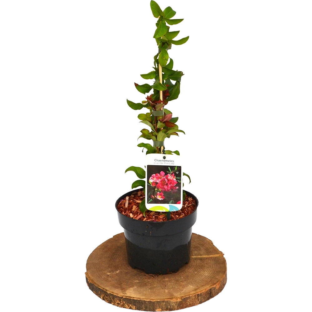 Chaenomeles, D 17cm, H 45cm
