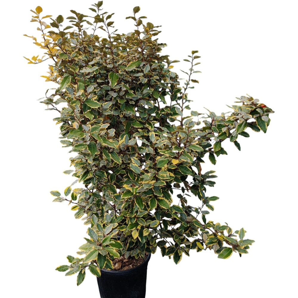 Elaeagnus Ebbingei Vivileg, D 30 cm, H 120 cm