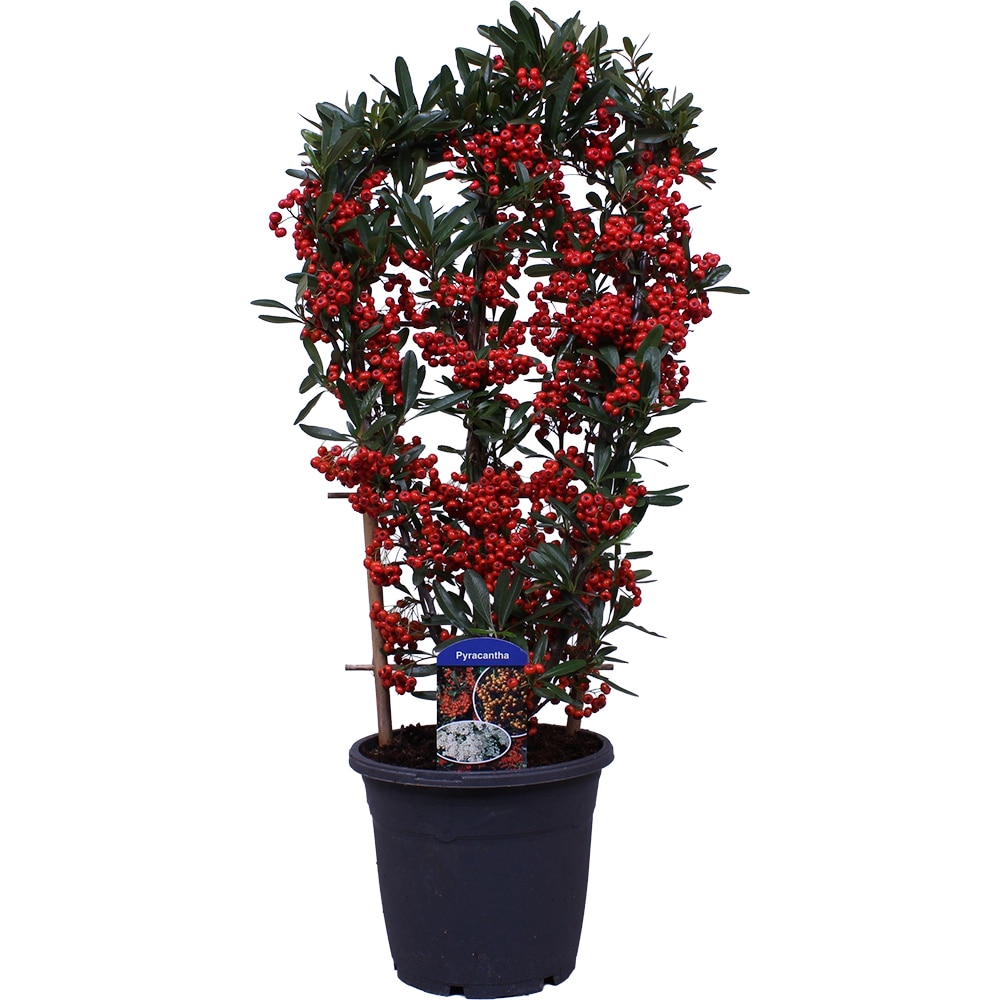 Pyracantha, D 19 cm, H 60 cm