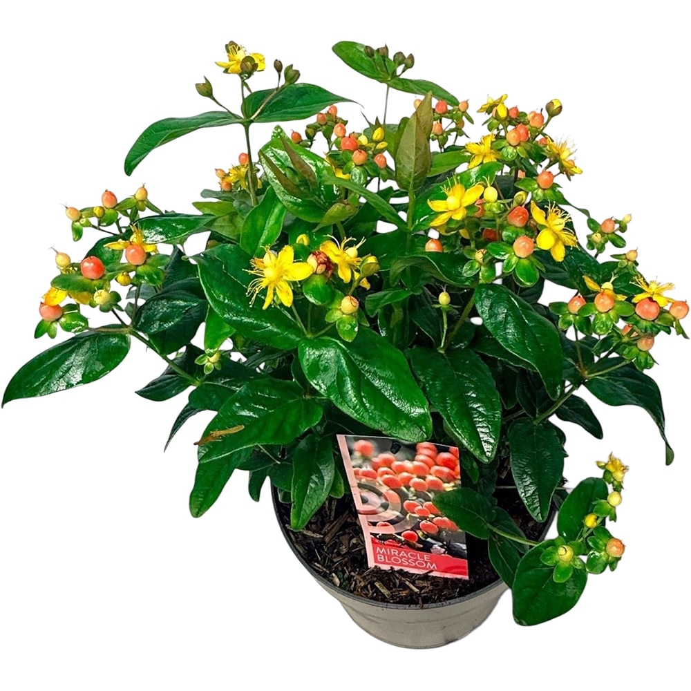 Hypericum Miracle, D 23cm, H 50cm