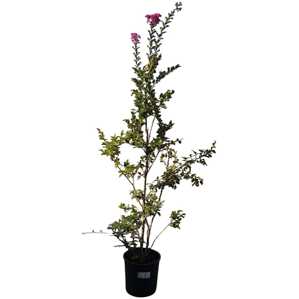 Liliac indian (Lagerstroemia Indica), H 180 cm
