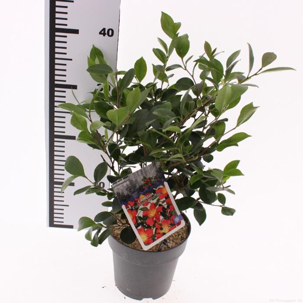 Camellia Japponica Yuletide, D 15 cm, H 40 cm