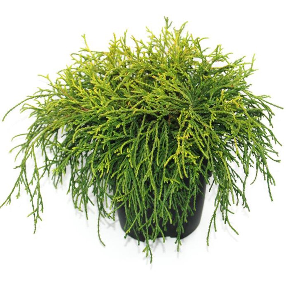 Chamaecyparis Sungold, D 17 cm, H 40 cm
