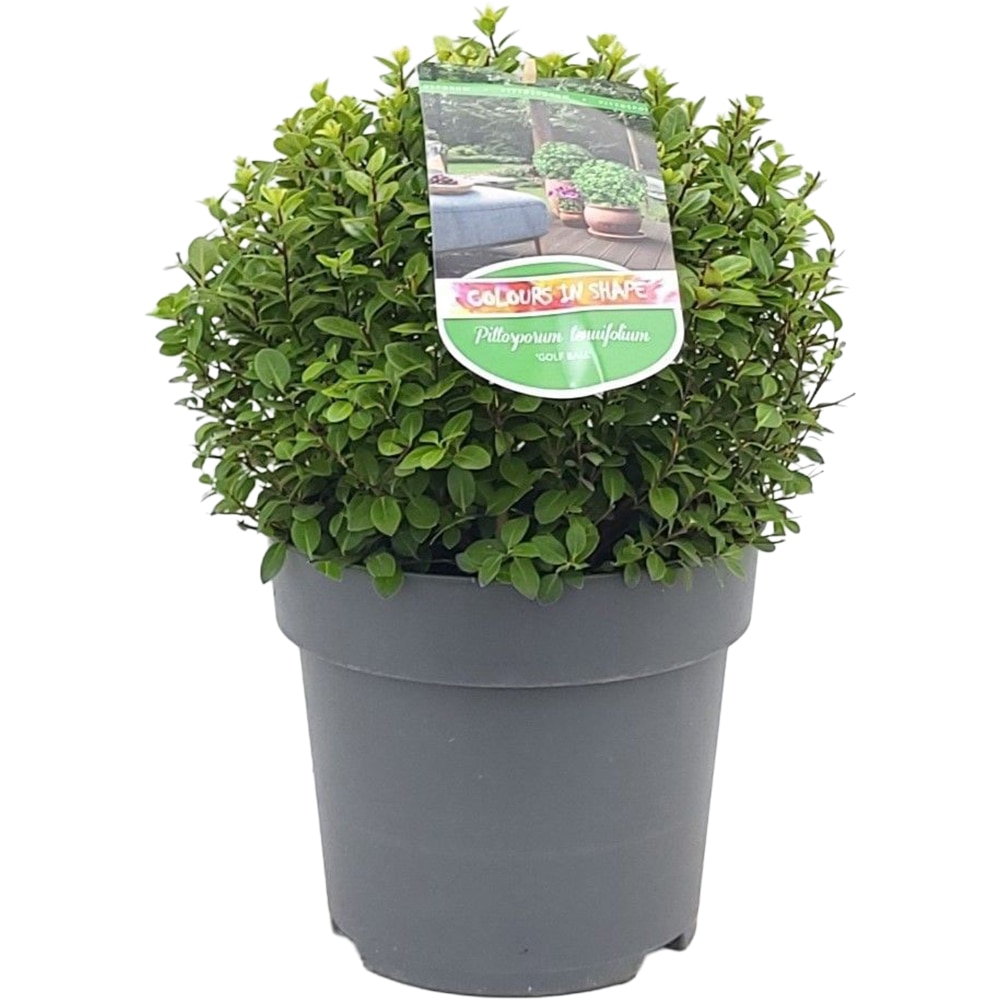 Pittosporum, D 23 cm, H 40 cm
