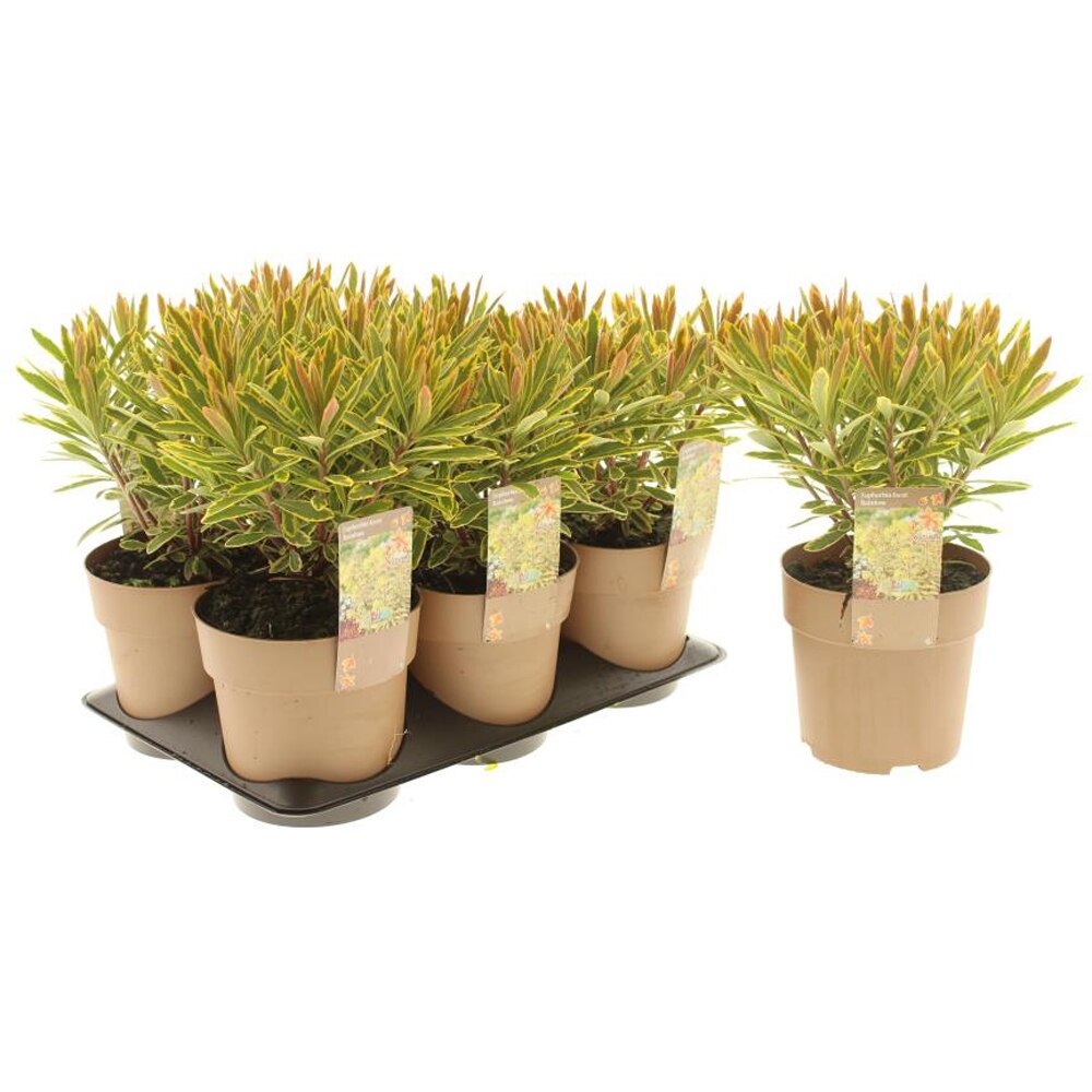 Euphorbia Ascot Rainbow, H 30 cm