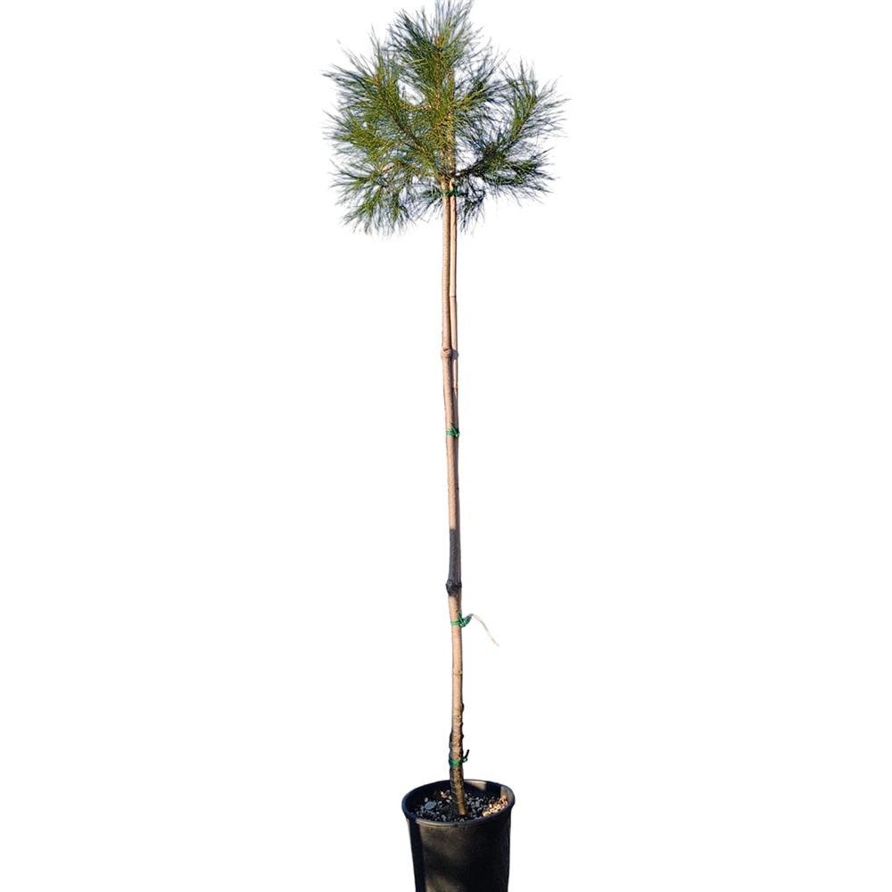 Pinus Pinea, H 30 cm