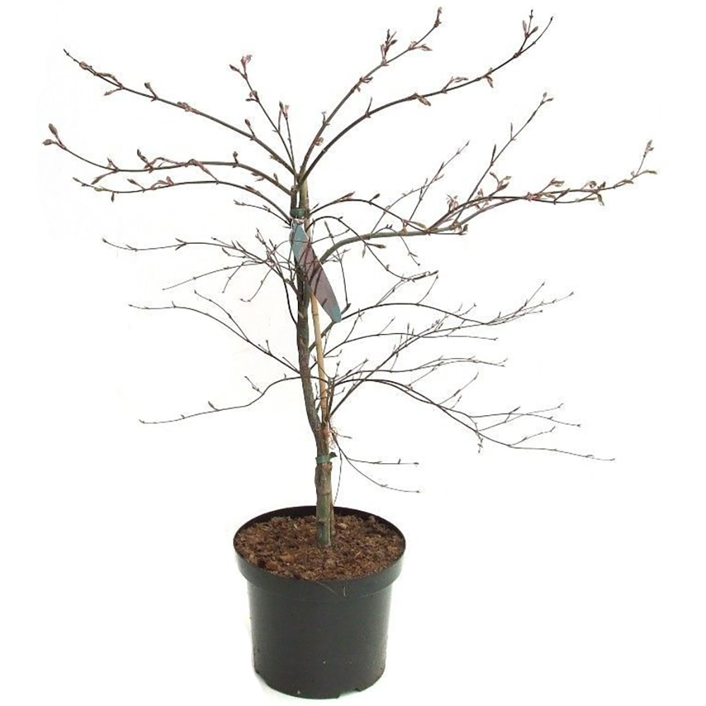 Artar japonez (Acer), D26 cm, H 115 cm