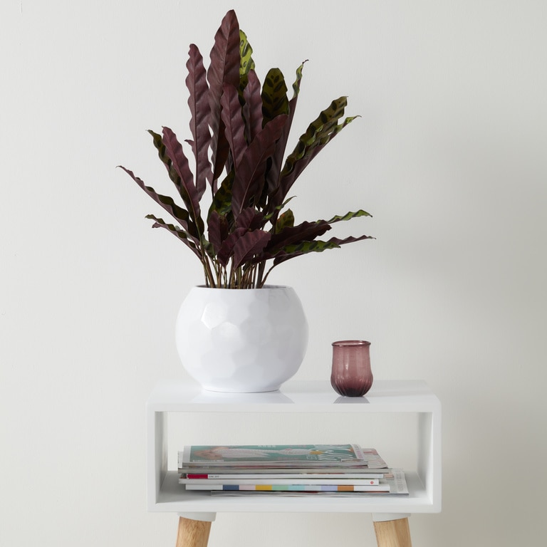 Ghiveci din argila, alb, forma rotunda, 19 cm diametru  GoodHome