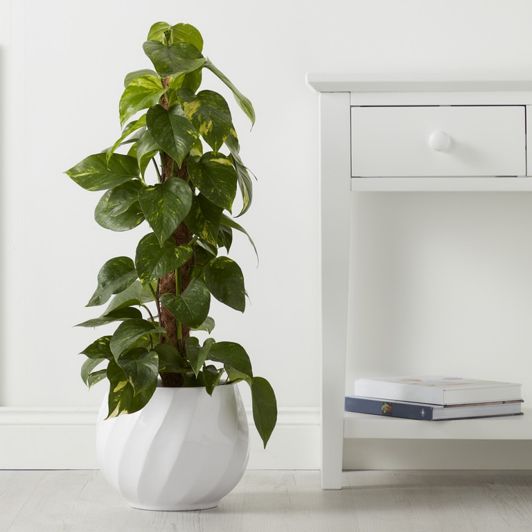 Ghiveci din argila, alb, forma rotunda, 26,5 cm diametru GoodHome