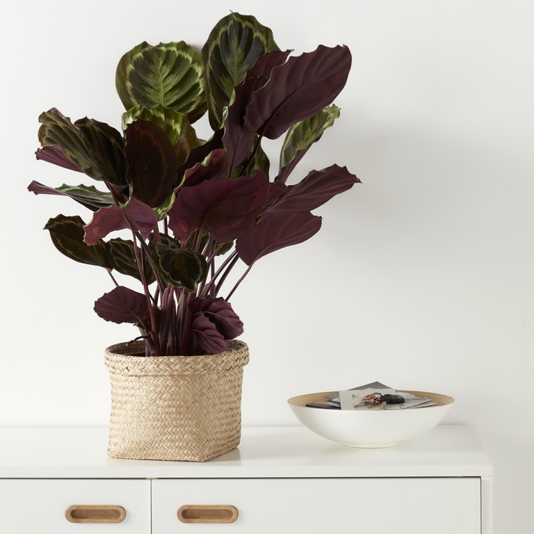 Ghiveci din iarba de mare, bej, forma rotunda, 26.5 cm diametru  GoodHome