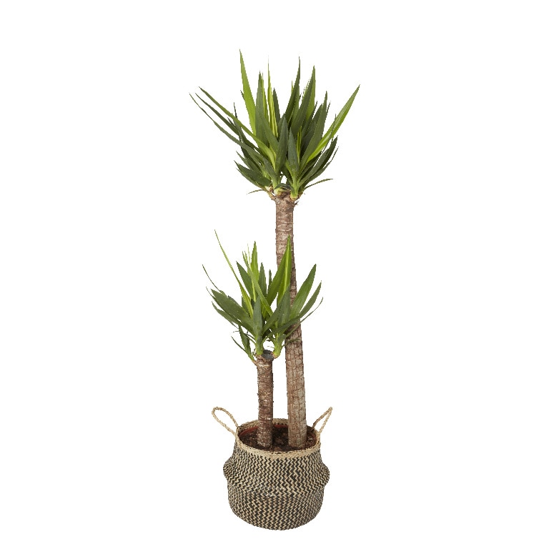 Ghiveci din iarba de mare, negru, forma rotunda, 21 cm diametru • GoodHome
