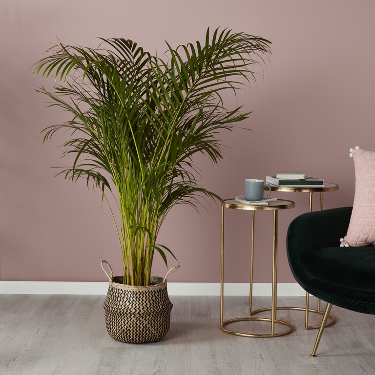 Cos pentru ghiveci din iarba de mare, negru, forma rotunda, 25 cm diametru  GoodHome