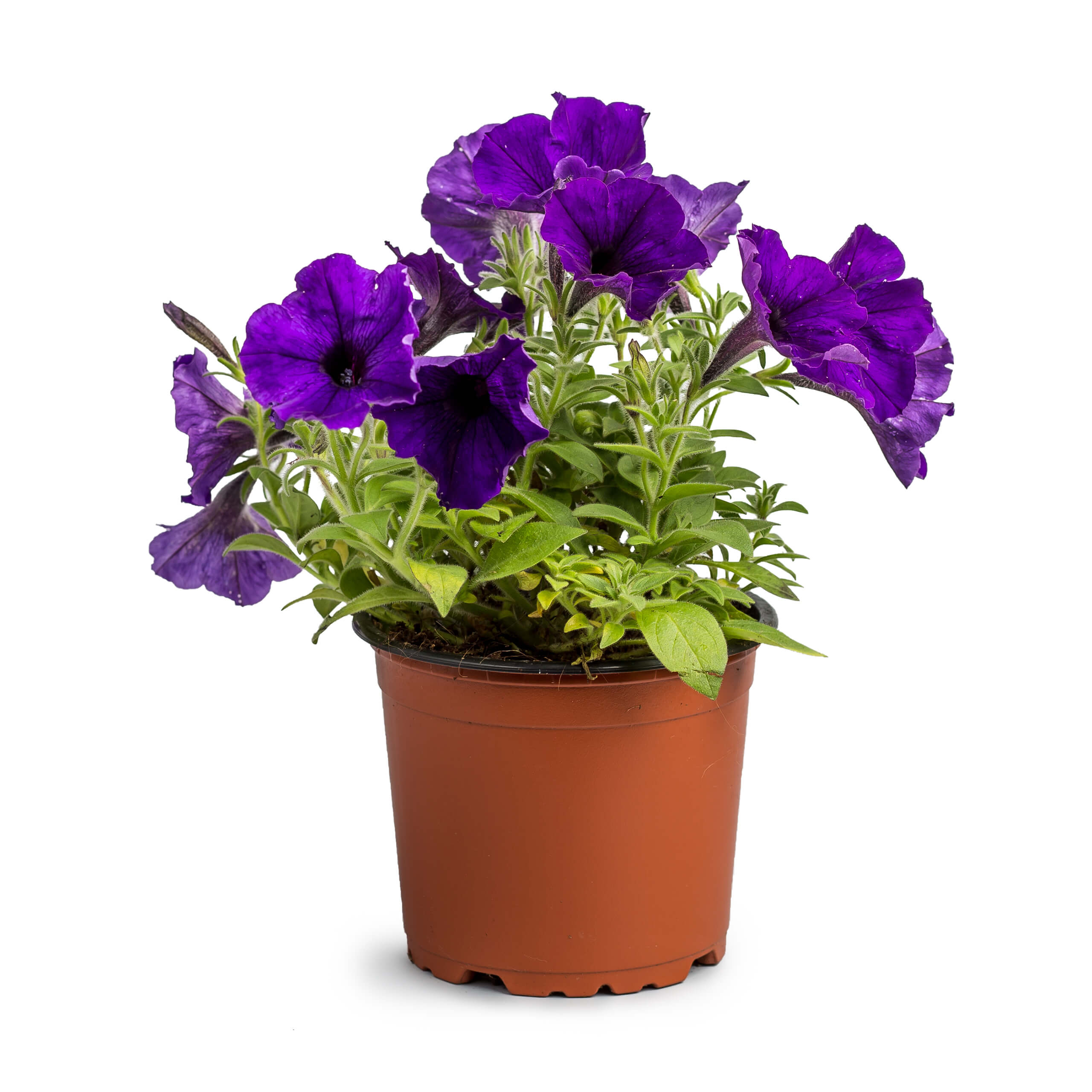Petunia 13 Cm