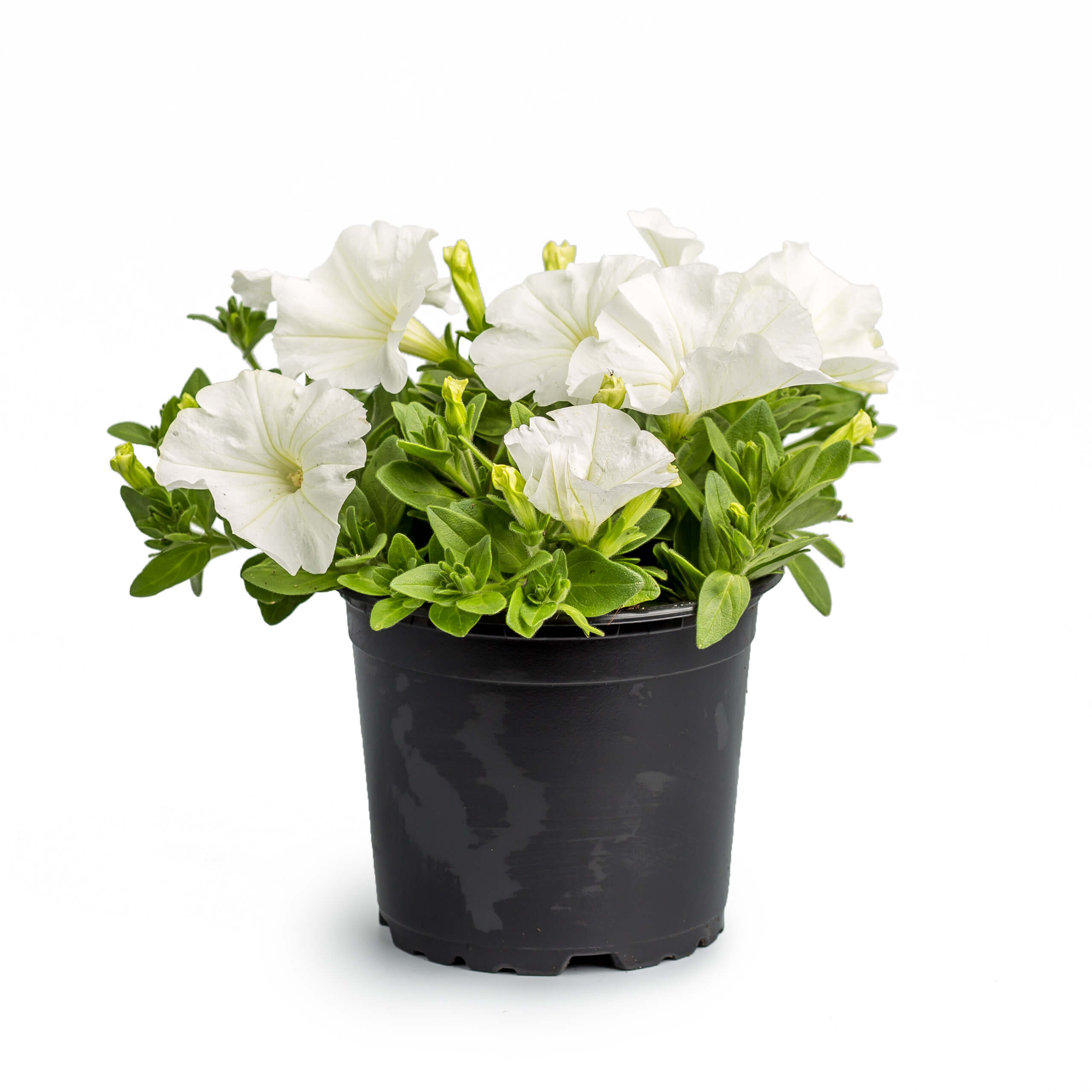Petunia 13 Cm