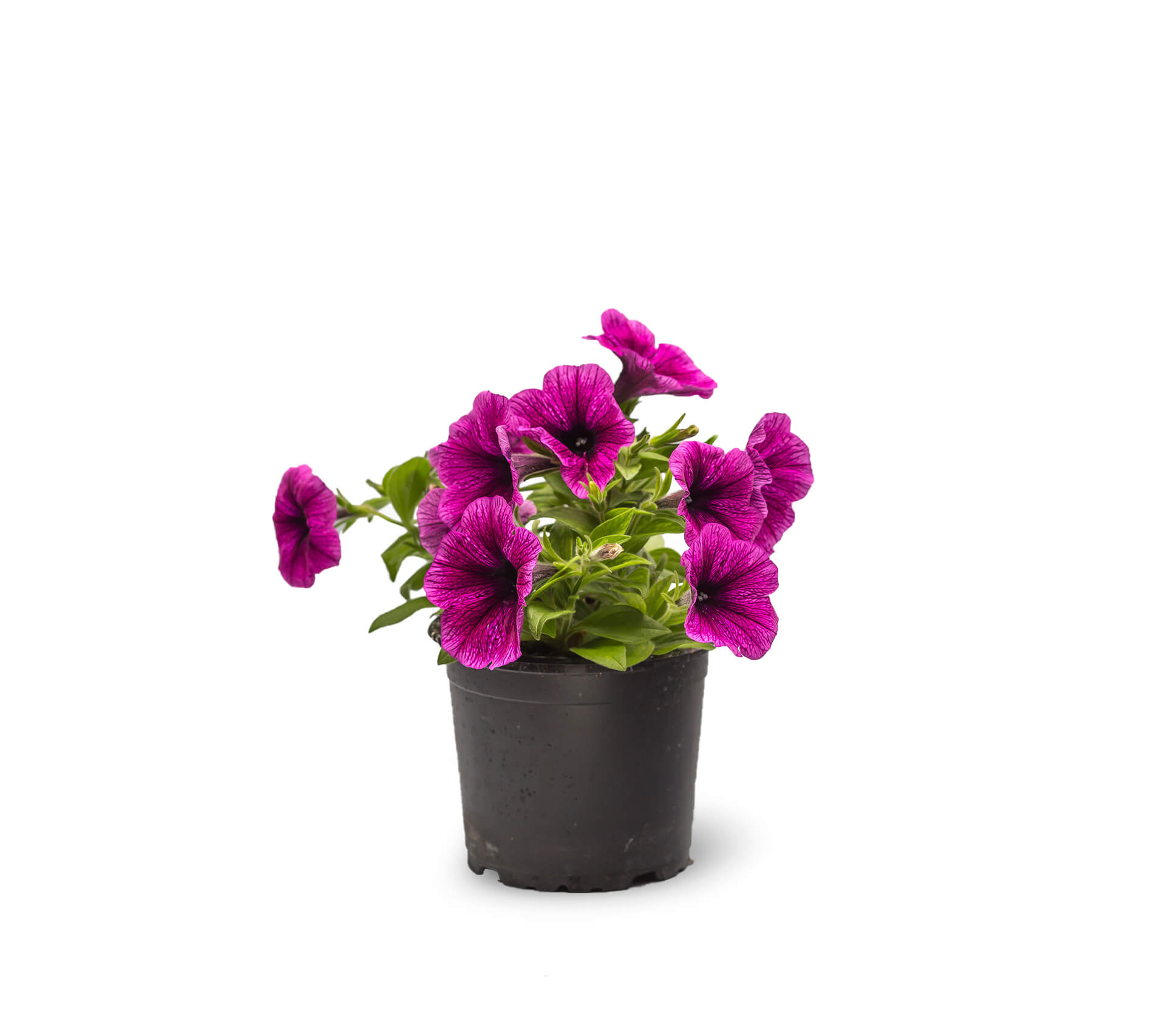 Petunia 13 Cm