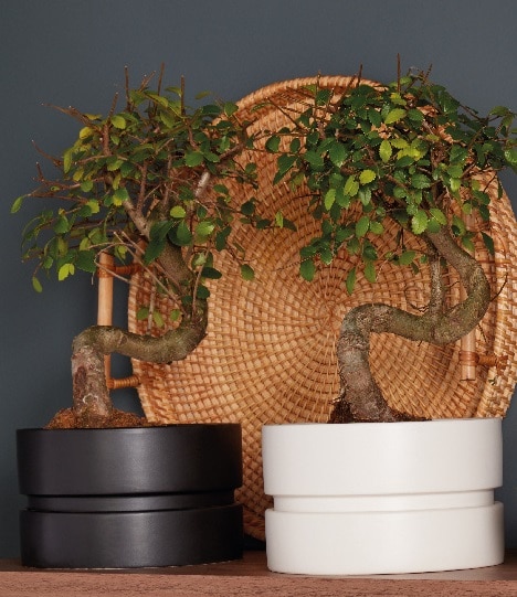 Planta de interior, Bonsai japonez, D15 cm H30 cm