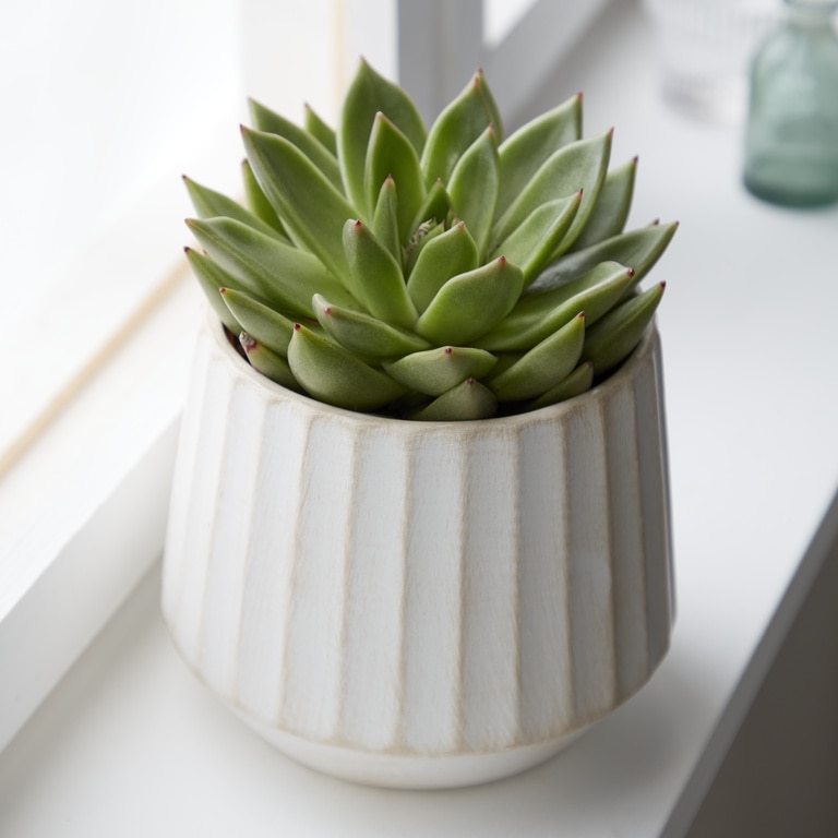 Ghiveci din Teracota, Bej, 16 cm Verve